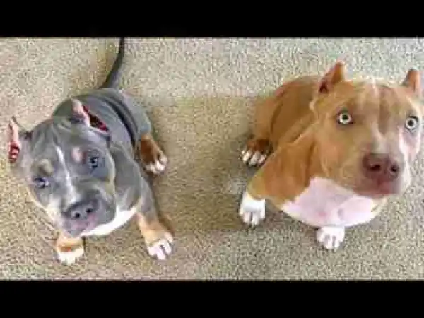 Video: Most Cutest Puppies of Instagram - Just for Puppy Lovers
